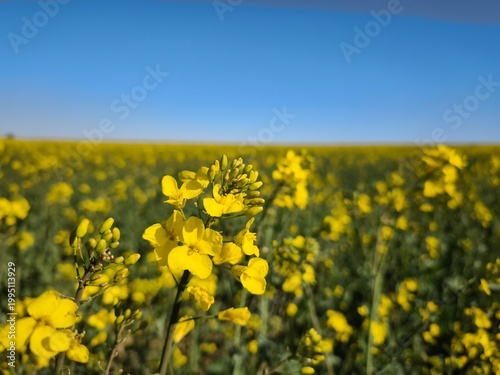 Obraz na płótnie Flowering rapeseed field