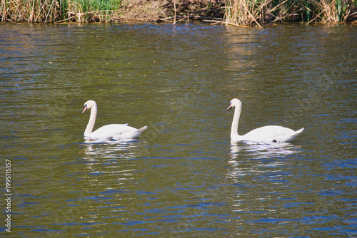 Poznań, Cybina Valley, swans swim on the river in the spring sun