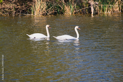 Poznań, Cybina Valley, swans swim on the river in the spring sun