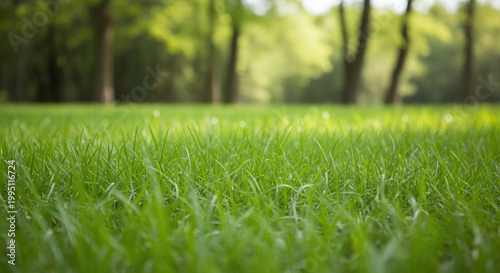 Lush green grass in a vibrant outdoor park or forest setting bathed in bright natural sunlight with a beautiful bokeh background capturing freshness and growth