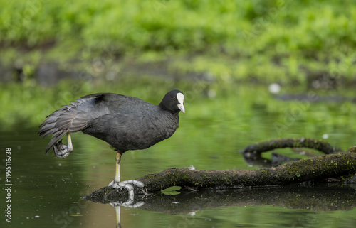 Eurasian Coot Fulica atra during the breeding season, on a traquil green reflected pond
