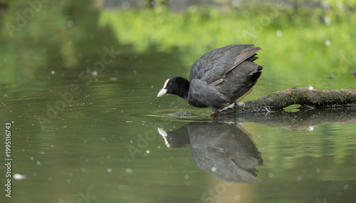 Eurasian Coot Fulica atra during the breeding season, on a traquil green reflected pond