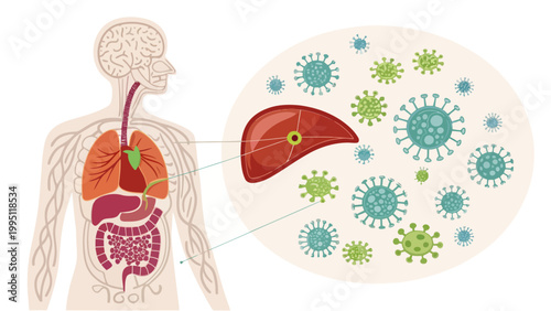 Liver anatomy with virus infection in human body illustration