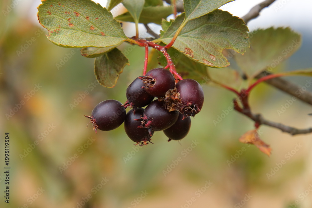 Φωτογραφία black hawthorn berry (Crataegus douglasii)