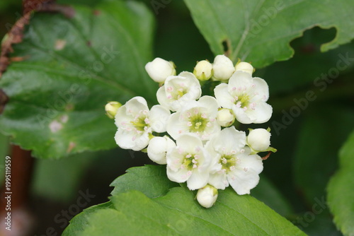 Canvas Print black hawthorn flowers (Crataegus douglasii)