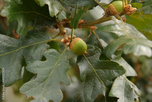 Fotografía Oregon white oak acorns (Quercus garryana)
