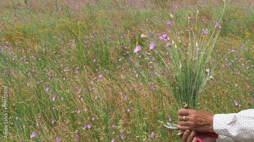Woman picking a bouquet of annual everlasting flowers in a natural wildflower meadow