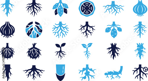 Botanical illustrations of plant roots and tubers showing different structures and growth patterns.