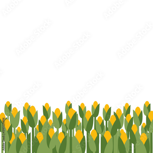 Fresh Cornfield Illustration: Yellow Kernels and Green Leaves on White Background