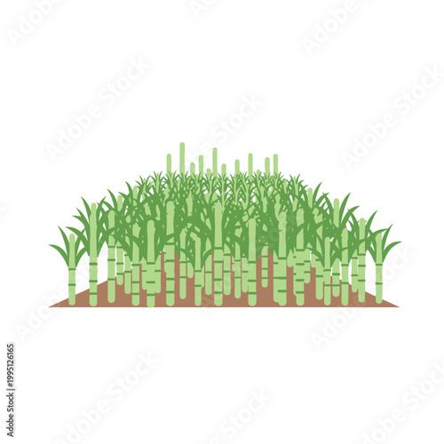 Sugarcane field illustration, green stalks growing in soil, agriculture concept