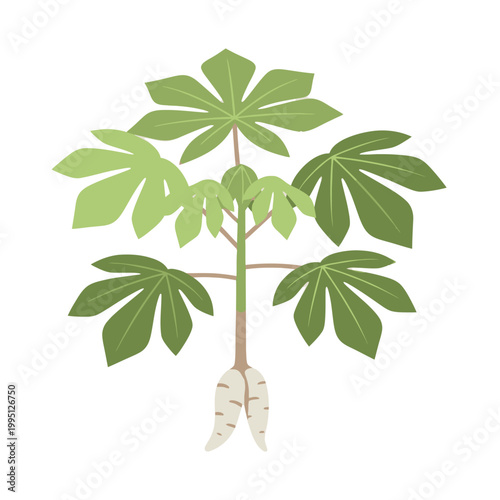 Cassava Plant with Root Vegetable