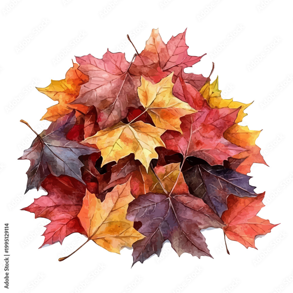 Fototapeta premium watercolor hand-drawn of Autumn Leaves Ground Cover, isolated on a white background.