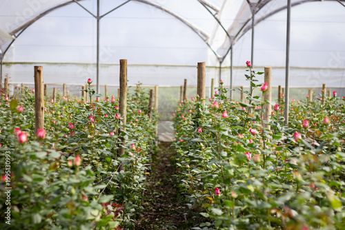 Bild auf Leinwand Pink roses growing inside commercial greenhouse for floriculture