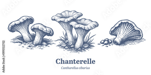 Vintage illustration of edible chanterelle mushrooms growing in the forest floor