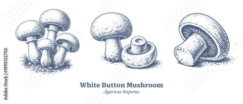 Vintage illustration of various edible mushrooms in a detailed engraving style