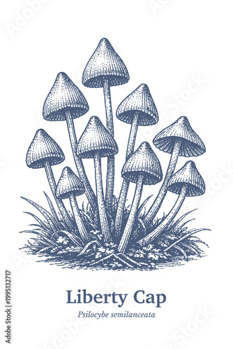 Vintage illustration of a cluster of Liberty Cap mushrooms growing in grass