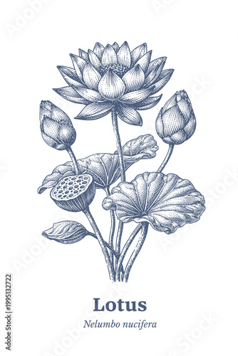 Detailed botanical illustration of a blooming lotus flower with buds and seed pod