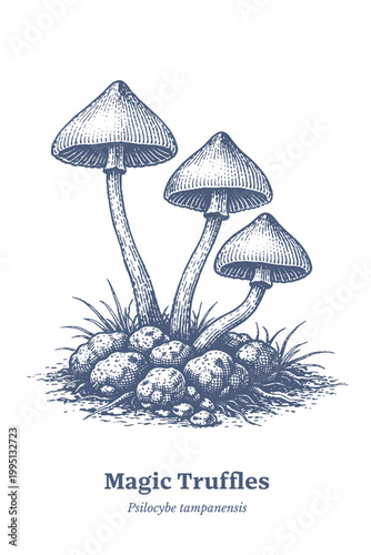 Vintage illustration of Psilocybe tampanensis mushrooms and sclerotia