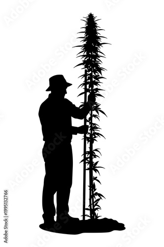 Silhouette vector illustration of a person inspecting a tall hemp plant.