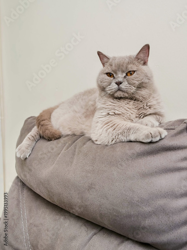 Chubby British short hair cat is resting on suede sofa. Pet has calm and bossy appearance. Indoor living home animal with it own rules and strong character. Light brown fur color.