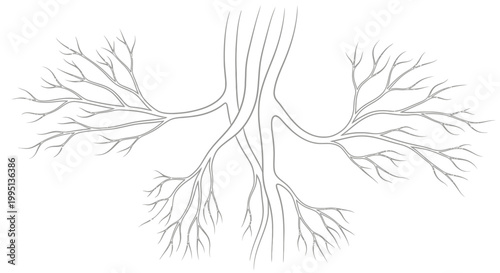 Intricate Black and White Tree Branching Root System with Organic Shape on an Isolated White Background