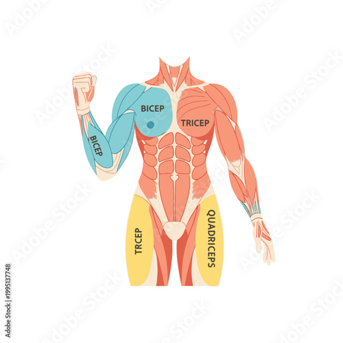Human Anatomy: Muscle Groups - Bicep, Tricep, Quadriceps