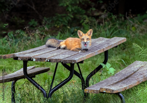 Red Fox laying on a picnic table.