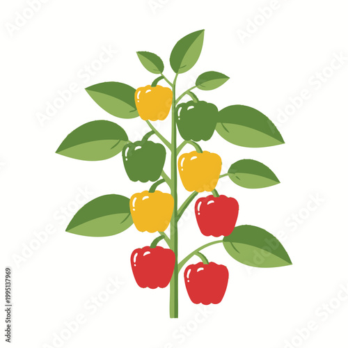 Colorful Bell Peppers Growing on Plant - Healthy Food, Organic Vegetables, Summer Harvest