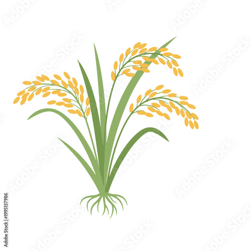 Golden Rice Stalk with Green Leaves and Roots Isolated on White