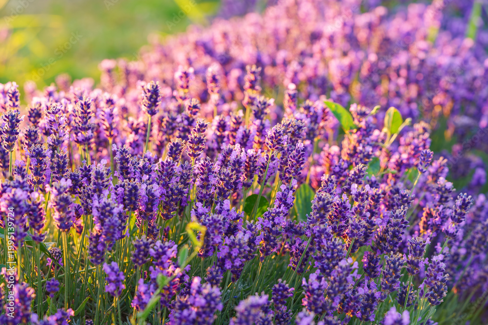 Fototapeta premium Close up, macro view of vibrant purple lavender flowers in soft evening sunlight. Golden light, delicate texture and fragrant essence of blooming plants in full summer. Natural background, lanscape