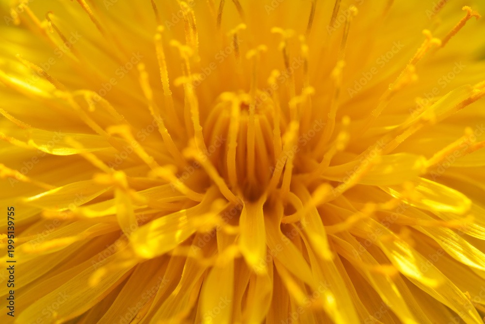 Fototapeta premium Abstract Macro View Inside Bright Yellow Dandelion Flower
