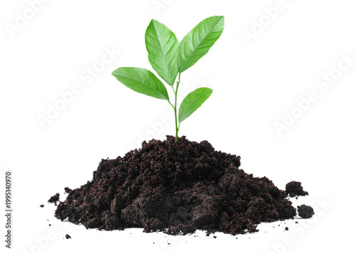 Green sprout of citrus plant growing in soil against white background