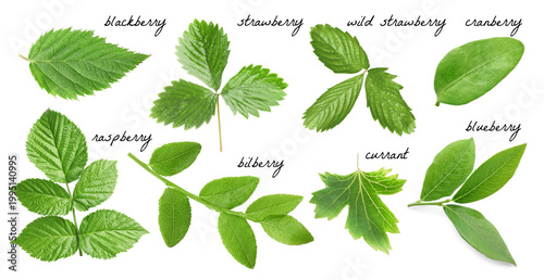 Fresh green leaves of berry plants on white background. Collage with names