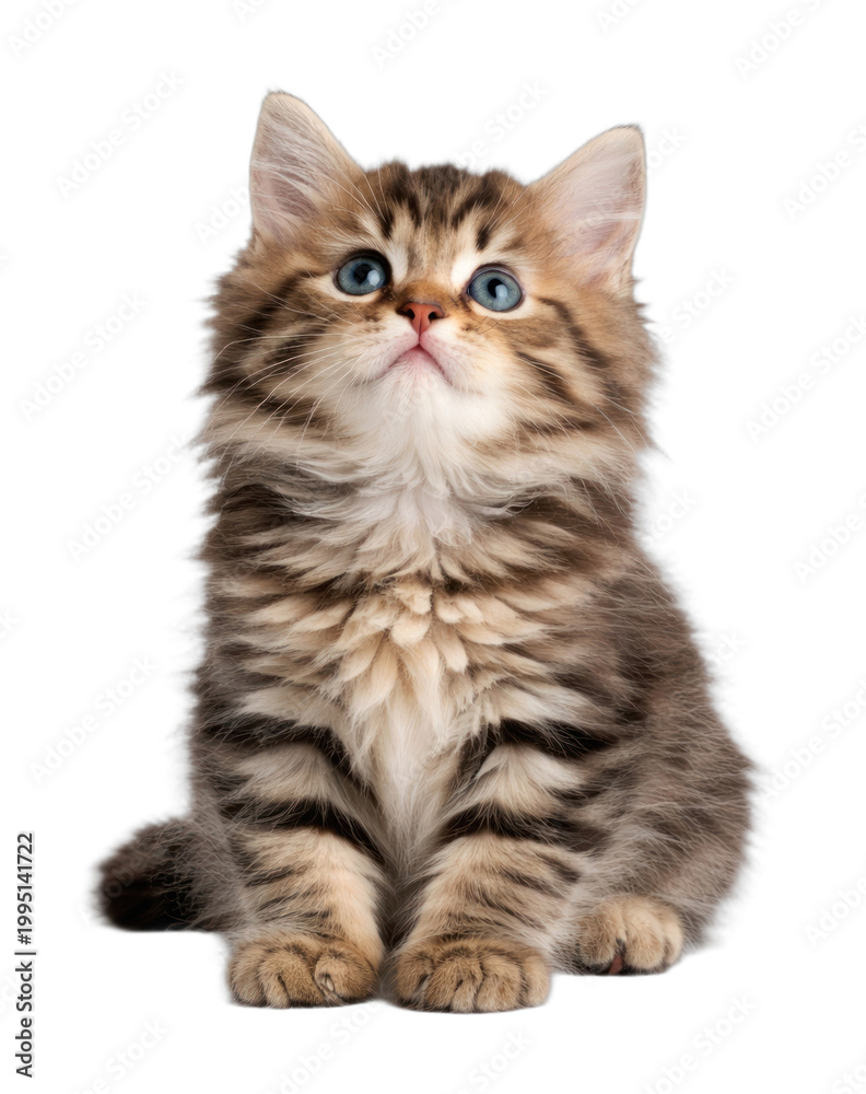 Fototapeta premium PNG Fluffy kitten with curious eyes.