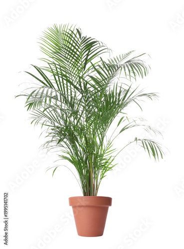 Pot with Ravenea rivularis isolated on white. House plant