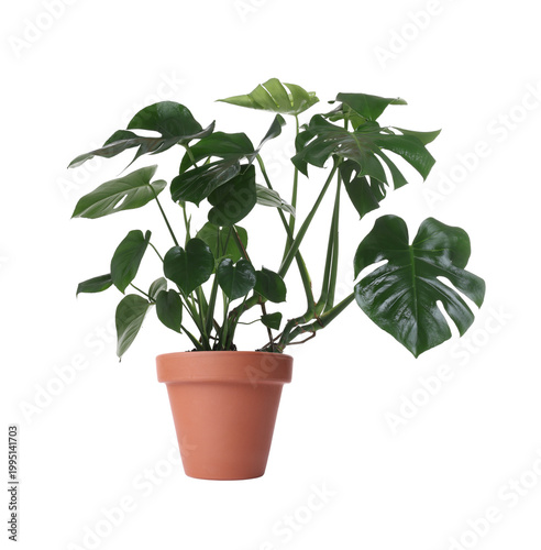 Beautiful Monstera in pot isolated on white. House plant