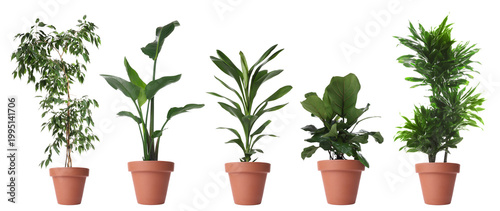 Various beautiful house plants in pots isolated on white, set
