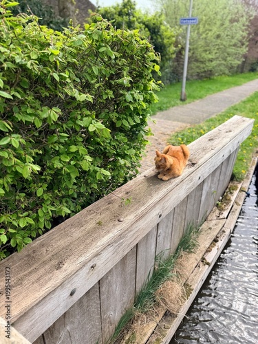Ginger cat near river 