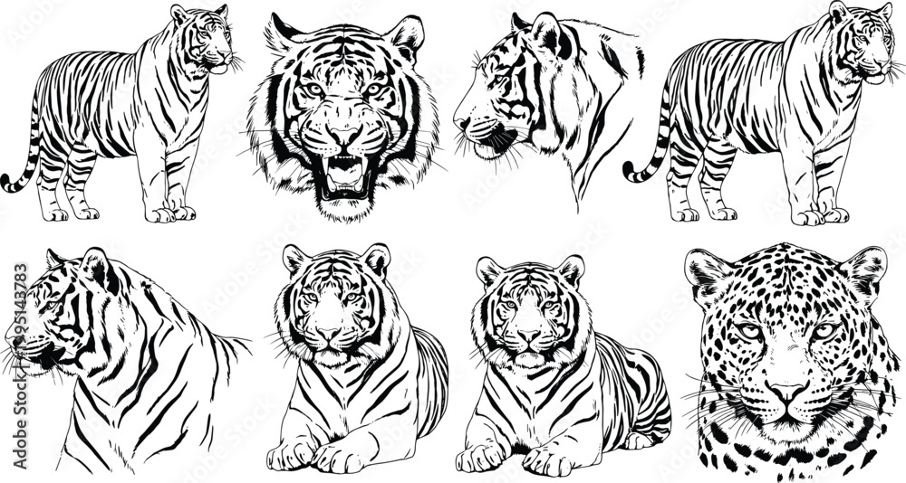 Fototapeta premium Wild Cat Illustration Set Featuring Bengal Tiger Head Portraits Standing and Lying Poses and Spotted Leopard Face in Detailed Black and White Ink Sketch Woodcut Style
