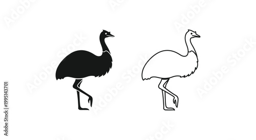 Ostrich vs Emu: Flightless Bird Comparison Guide Vector