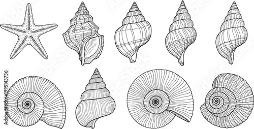 Seashell and Starfish Illustration Set Featuring Detailed Marine Snail Shells Conch and Spiral Mollusk Shapes in Vintage Engraving Style for Coastal Branding and Nature Study Designs