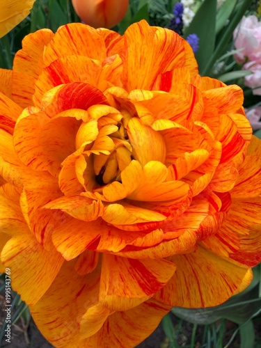 orange one yellow tulip flower