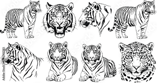 Wild Cat Illustration Set Featuring Bengal Tiger Head Portraits Standing and Lying Poses and Spotted Leopard Face in Detailed Black and White Ink Sketch Woodcut Style