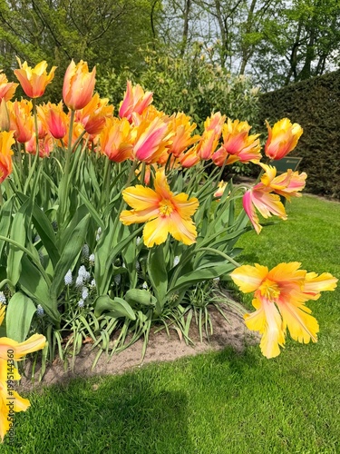 yellow tulips in the garden