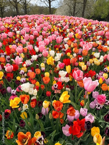 Colourfully rainbow of tulips flowers 