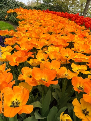 Yellow and orange stream of tulips  in the park