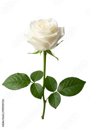 flawless, transparent rose bloom with intricate, dewy petals and deep green leaves, sharply focused against a soft, seamless studio background, symbolizing purity and elegance atmosphere