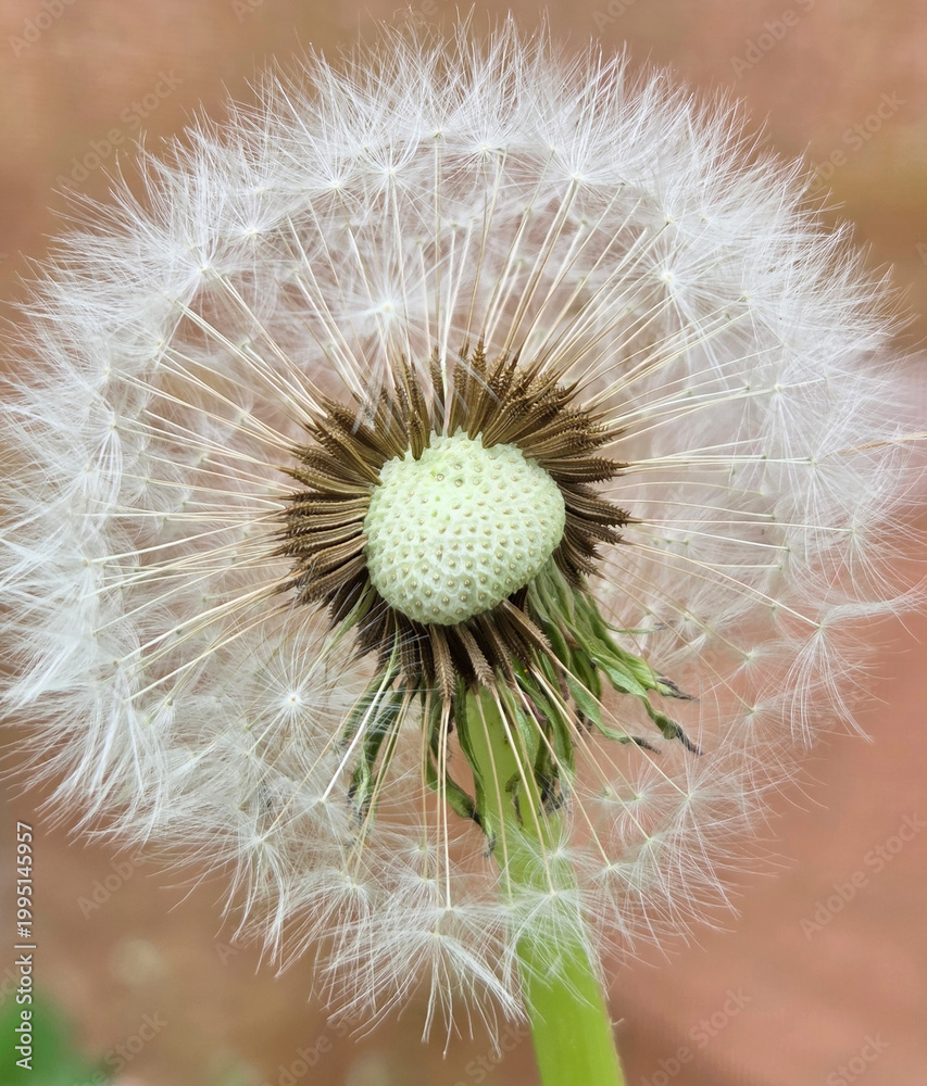 Fototapeta premium Dandelion seed head macro with detailed structure on soft background