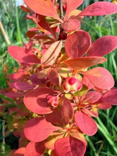 Colourful red and yellow leafs 