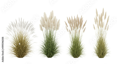 Collection of four tall ornamental grasses featuring silvery, ivory, and beige plumes, neatly isolated on a transparent background, minimalist botanical study concept
